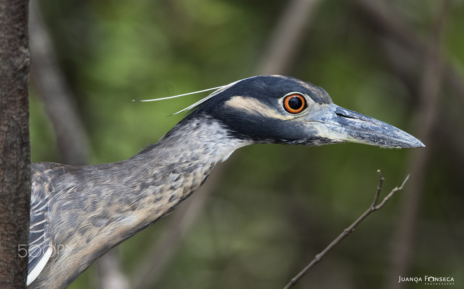 Sony ILCA-77M2 + Tamron SP 150-600mm F5-6.3 Di VC USD sample photo. Martinete cabecipinto photography