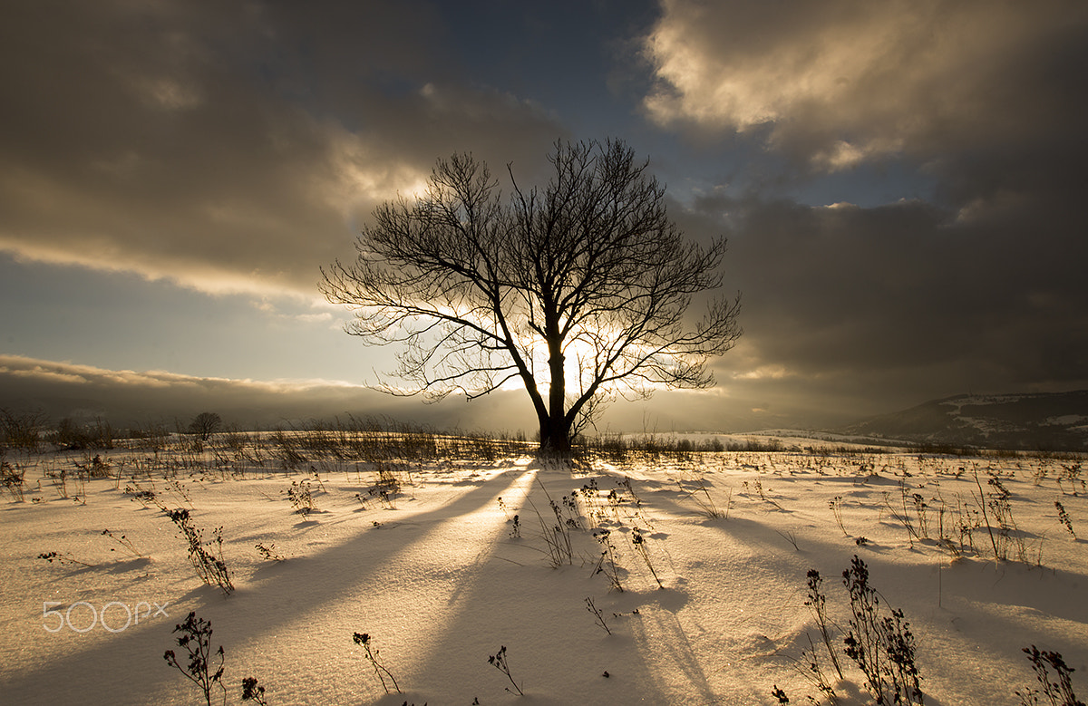 Sigma 10-20mm F3.5 EX DC HSM sample photo. Golden hour. photography