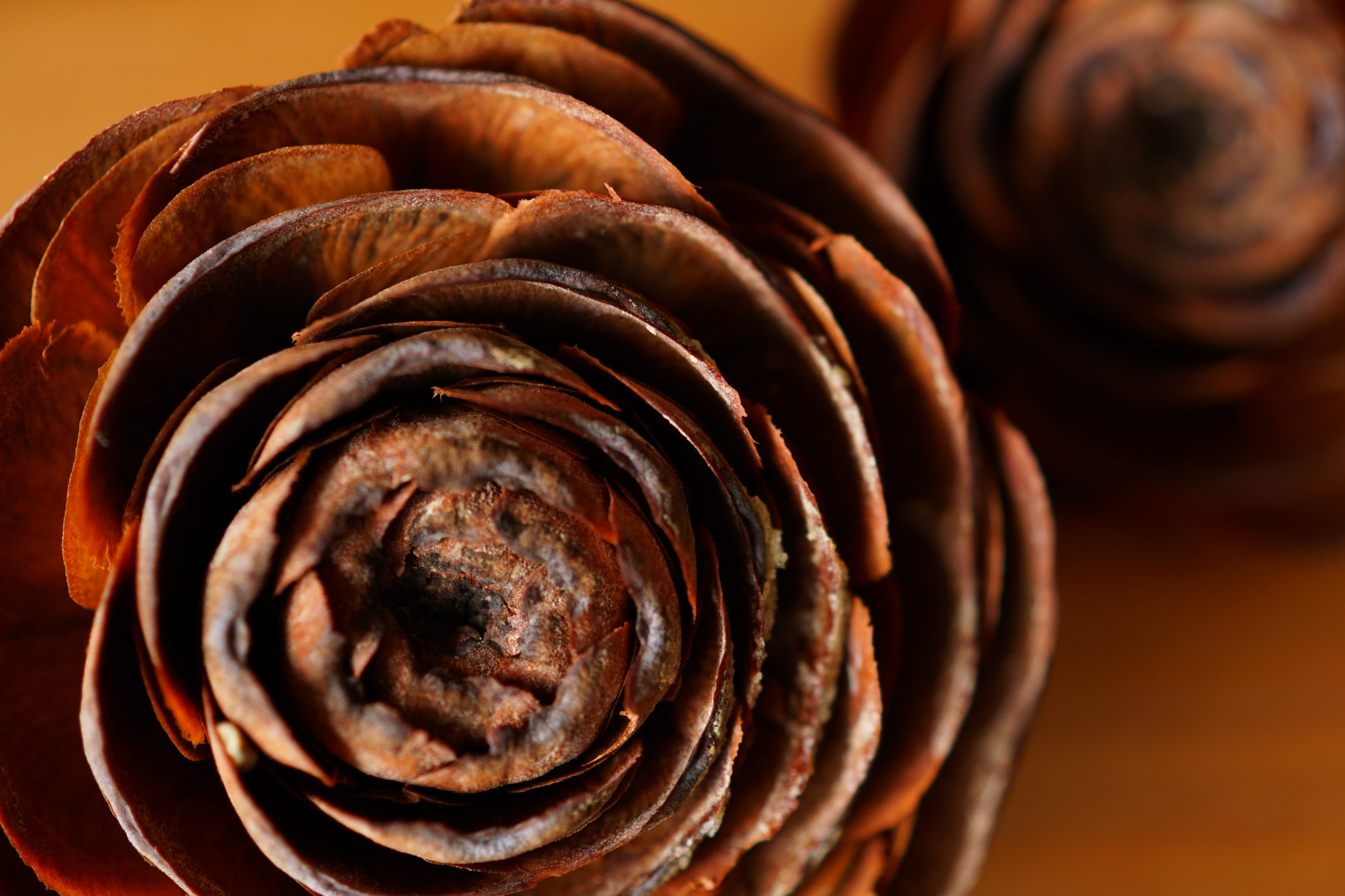 Sony DT 30mm F2.8 Macro SAM sample photo. Cedar rose photography
