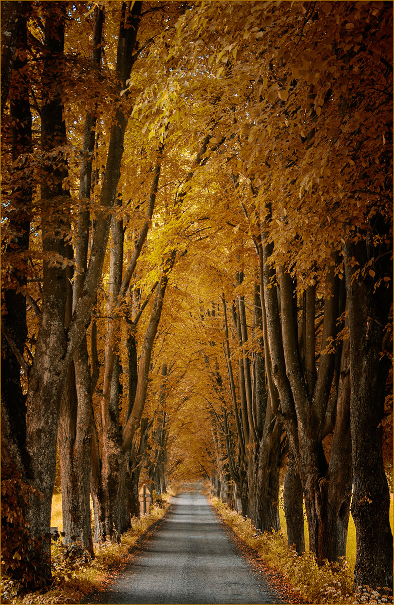 Sigma 18-250mm F3.5-6.3 DC OS HSM sample photo. Indian summer photography