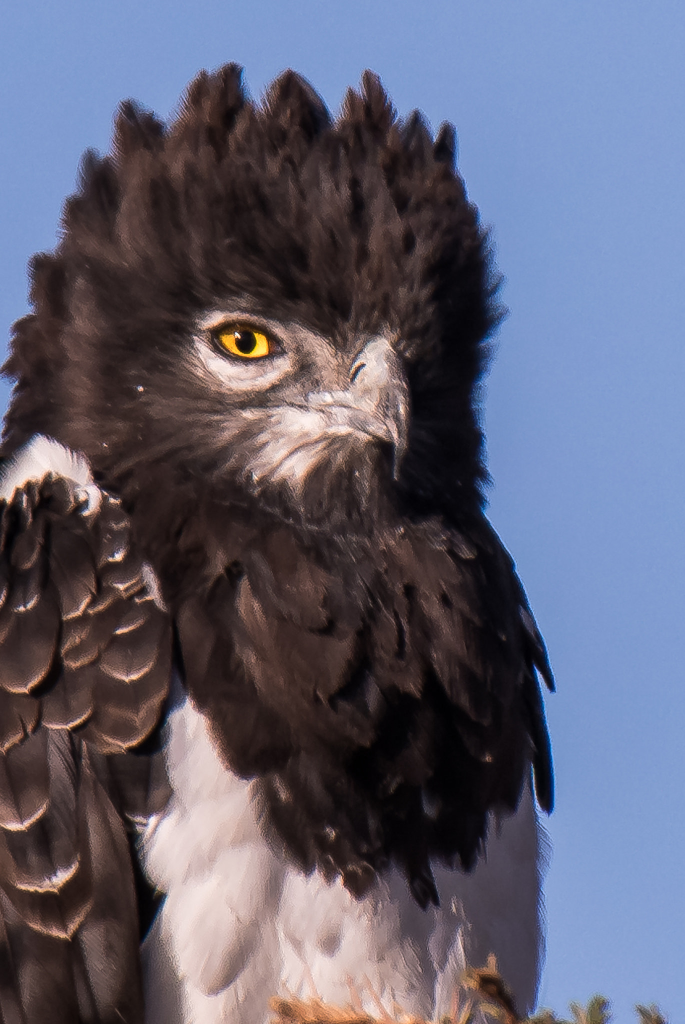 Nikon AF-S Nikkor 500mm F4D ED-IF II sample photo. Black-chested snake eagle photography