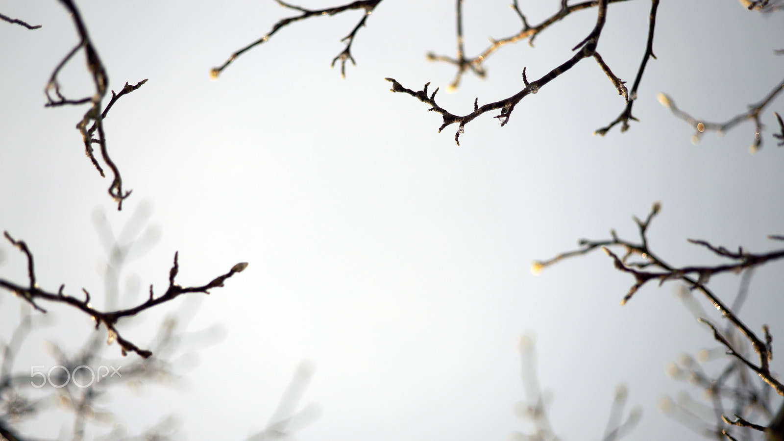 Metabones 50/2 sample photo. Futrure photography