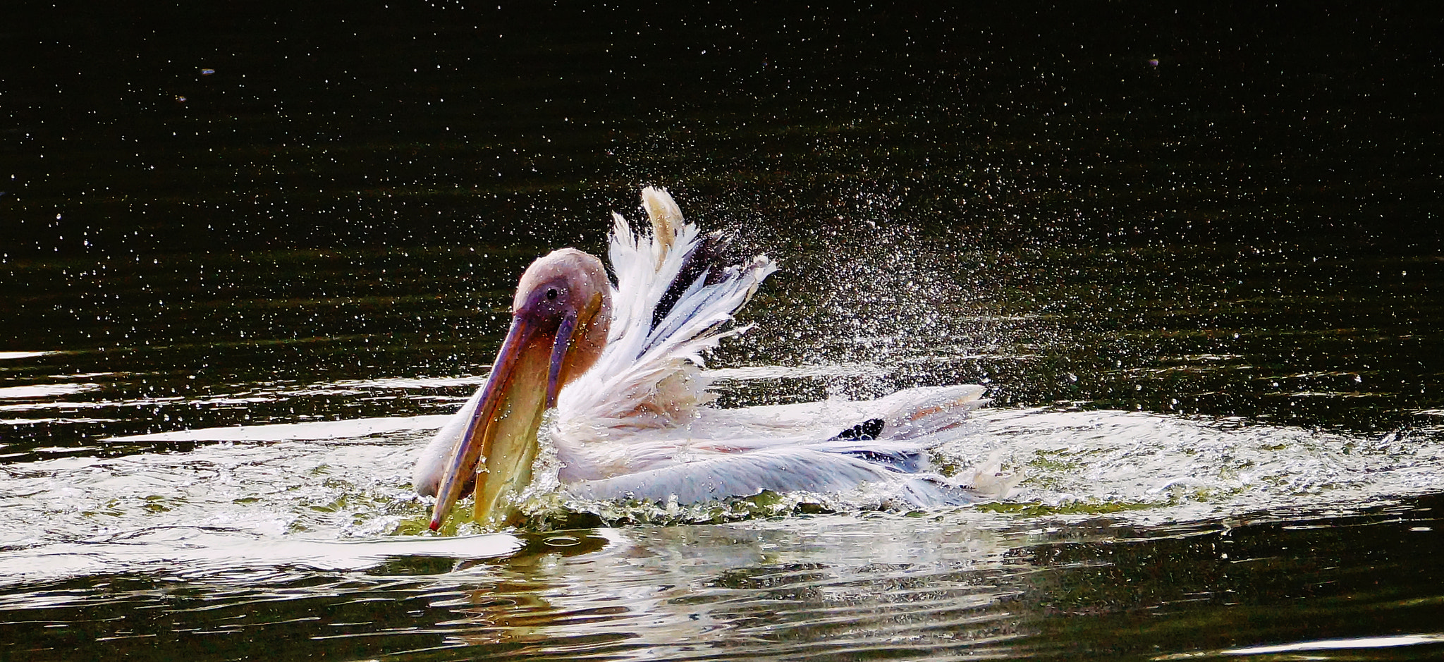 Sony SLT-A57 sample photo. Splash like a pelican! photography
