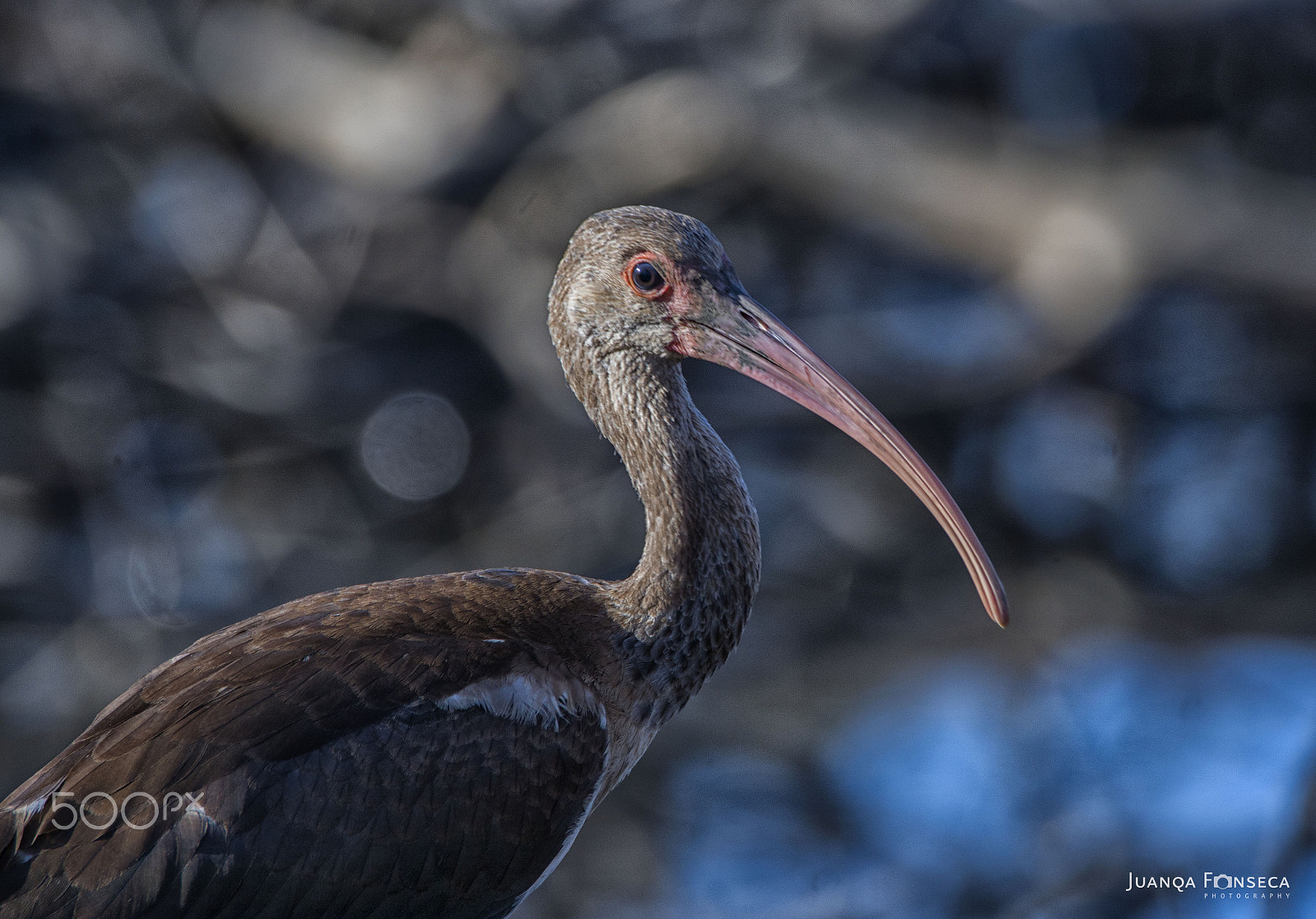 Sony ILCA-77M2 sample photo. White ibis photography