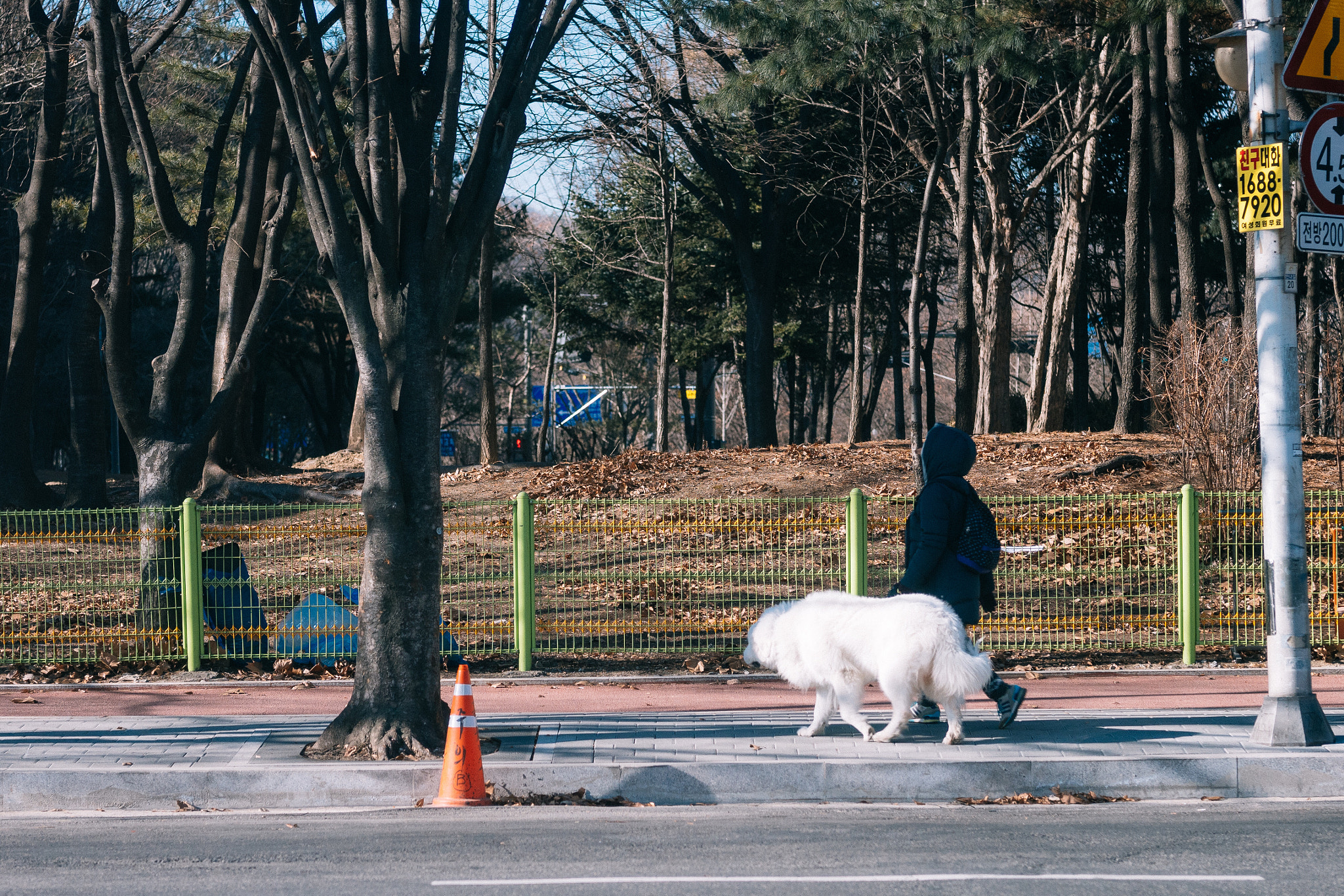 Panasonic Lumix DMC-GX85 (Lumix DMC-GX80 / Lumix DMC-GX7 Mark II) + Sigma 60mm F2.8 DN Art sample photo. 거대 댕댕이 photography