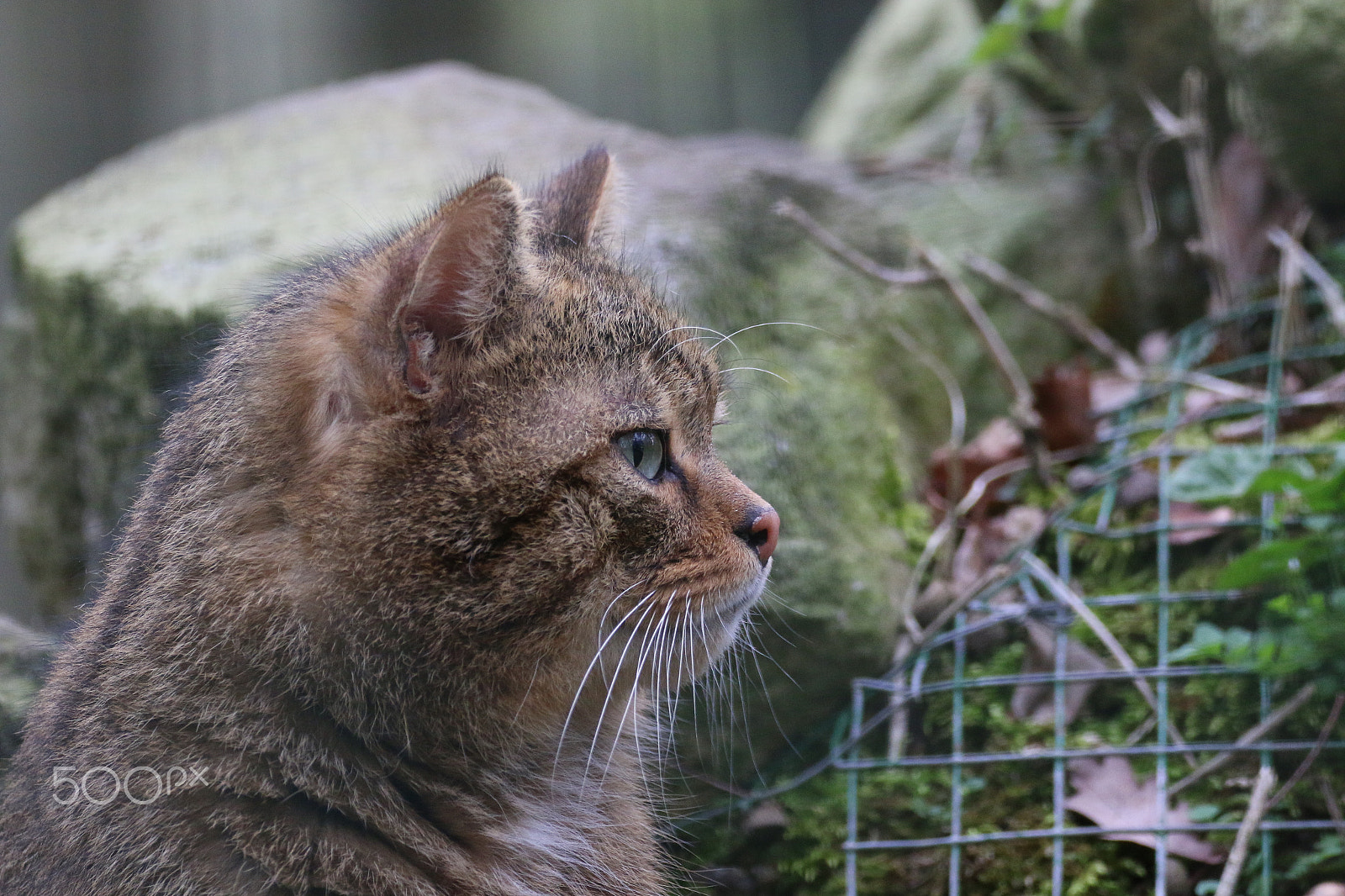 Sigma 150-600mm F5-6.3 DG OS HSM | C sample photo. Wildcat photography