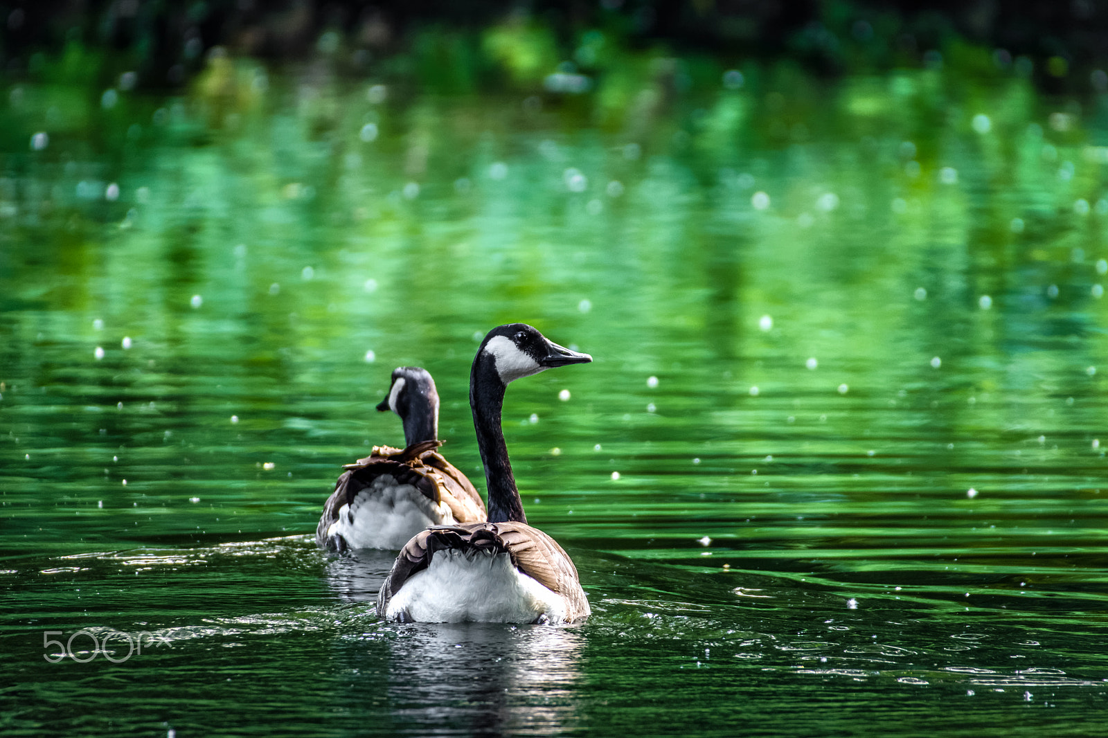 Sigma 50-500mm F4.5-6.3 DG OS HSM sample photo. A wild goose on a wild goose chase photography