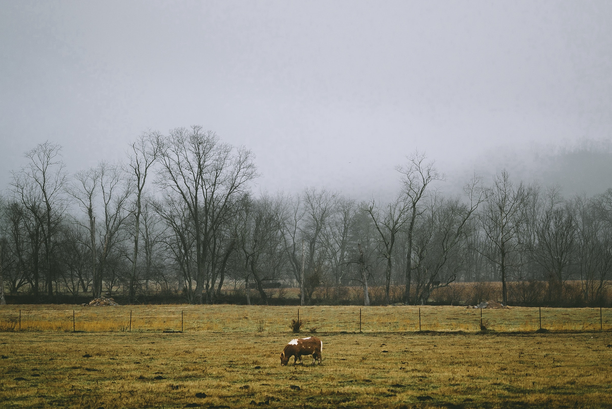 Sony a7S + Sony FE 70-200mm F4 G OSS sample photo. Little sebastian photography