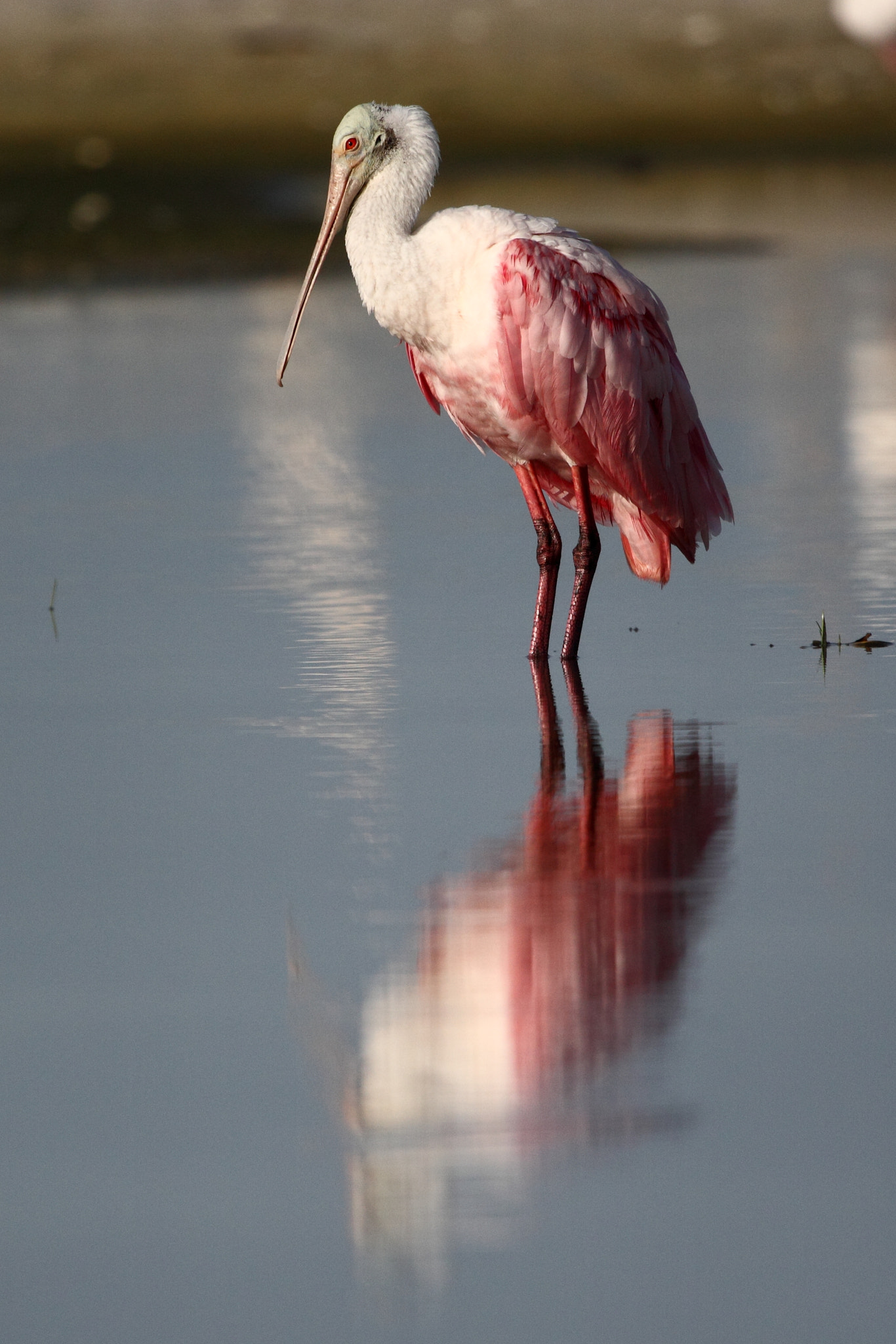 Canon EOS 550D (EOS Rebel T2i / EOS Kiss X4) sample photo. Roseate spoonbill photography