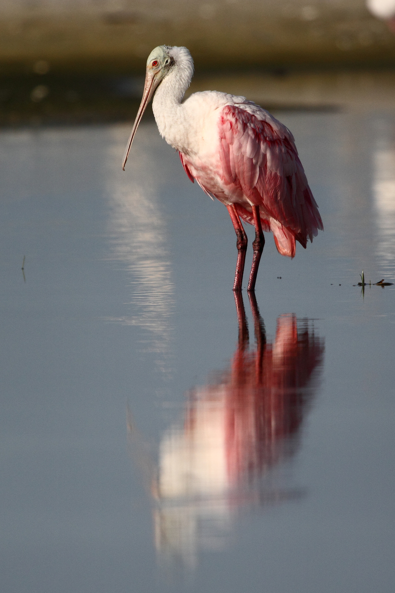 Canon EF 100-400mm F4.5-5.6L IS USM sample photo. Roseate spoonbill photography