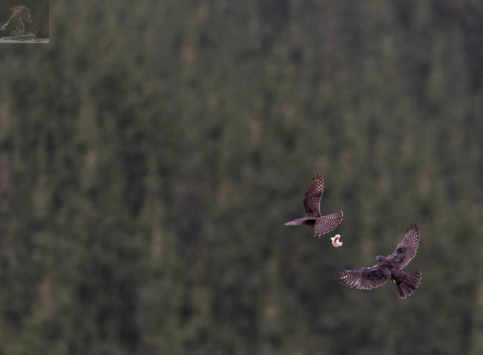 Canon EF 300mm F2.8L IS USM sample photo. Karearea 87 photography