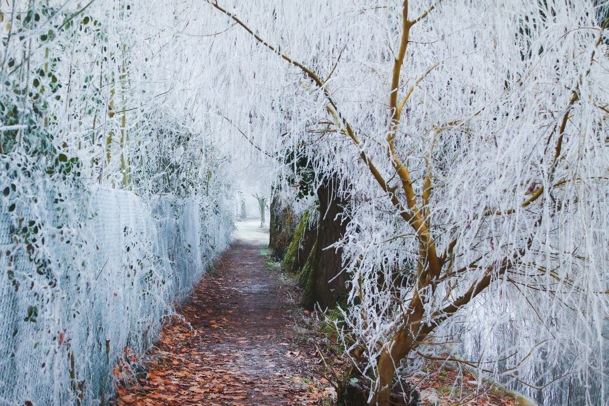 Canon EF-S 18-55mm F3.5-5.6 IS sample photo. Hiver alencon le long de la sarthe photography