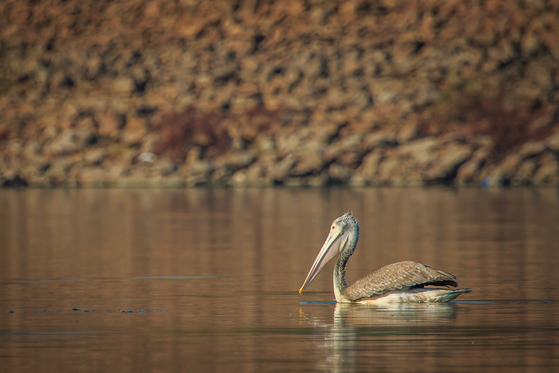 Canon EF 100-400mm F4.5-5.6L IS USM sample photo. () photography