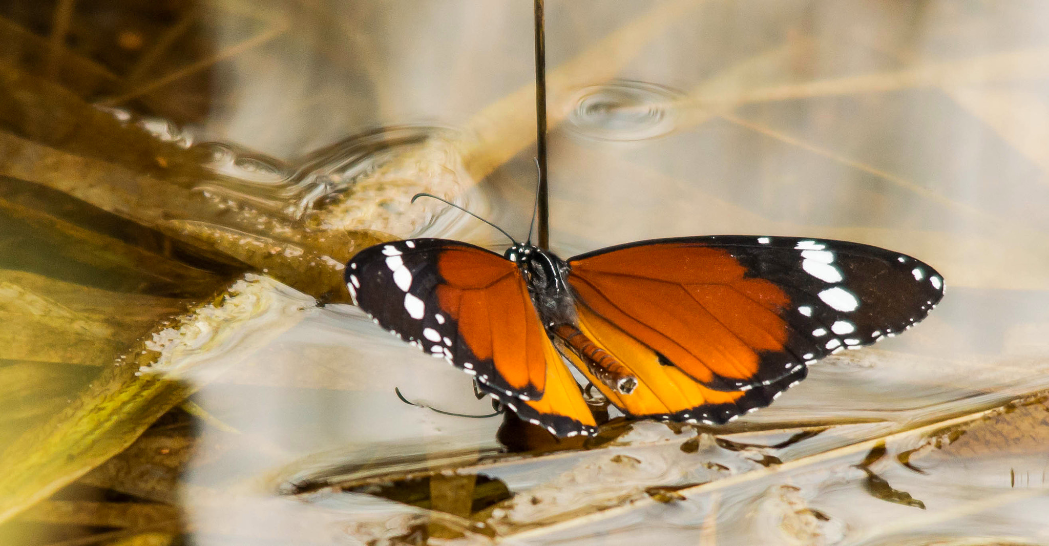 Sigma 150-500mm F5-6.3 DG OS HSM sample photo. Butterfly photography