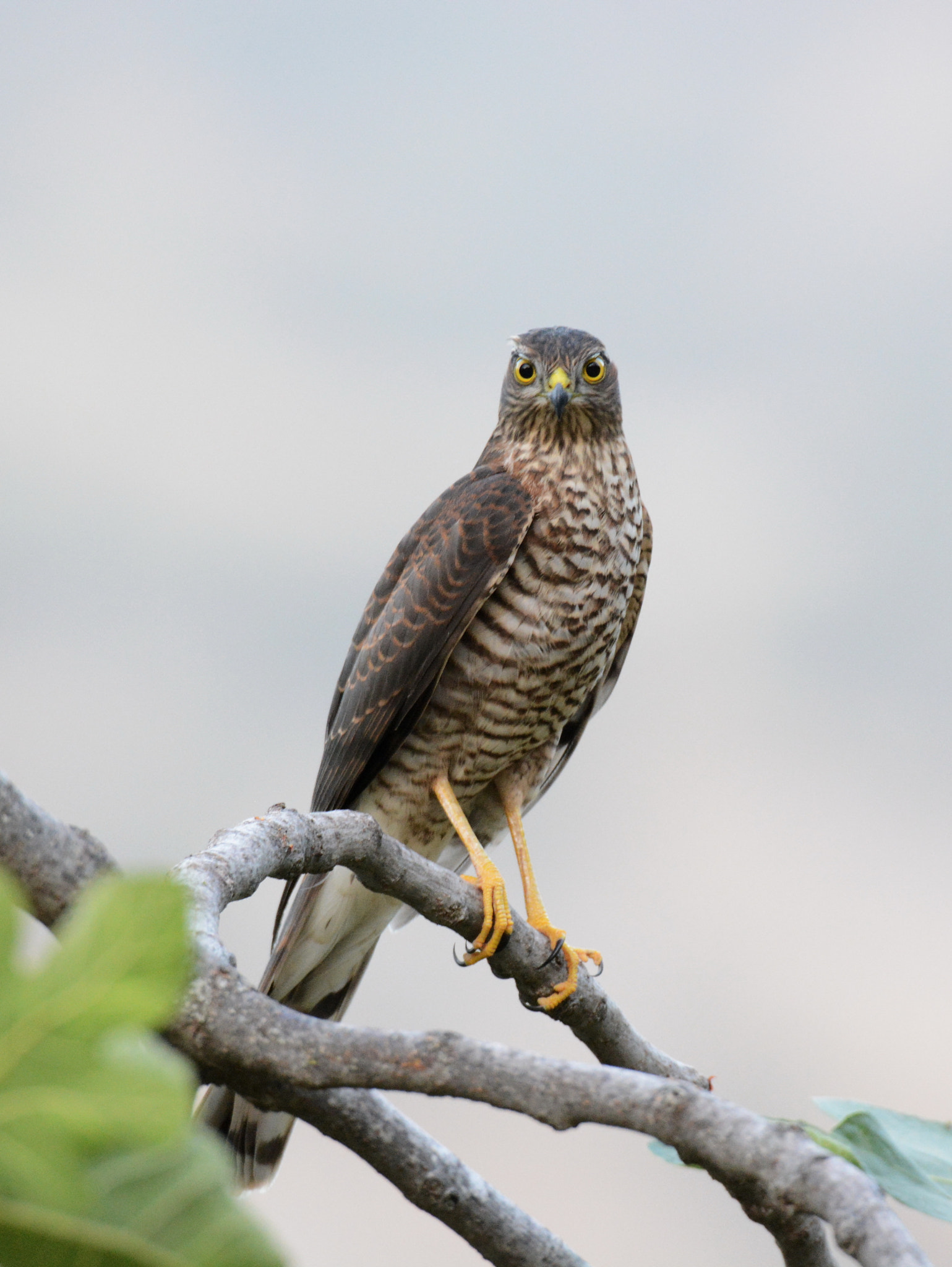 Sigma 150-600mm F5-6.3 DG OS HSM | S sample photo. Gavilán photography