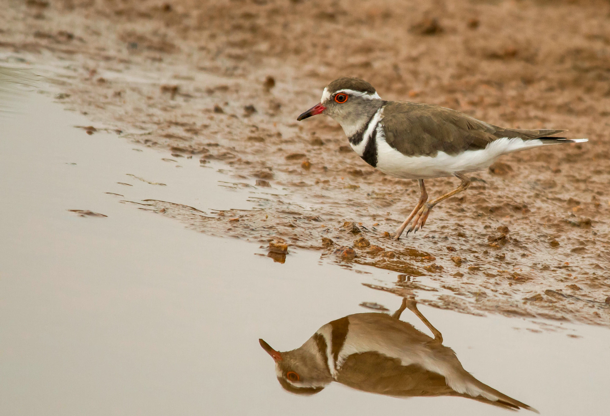 Sigma 150-500mm F5-6.3 DG OS HSM sample photo. Three banded plover photography