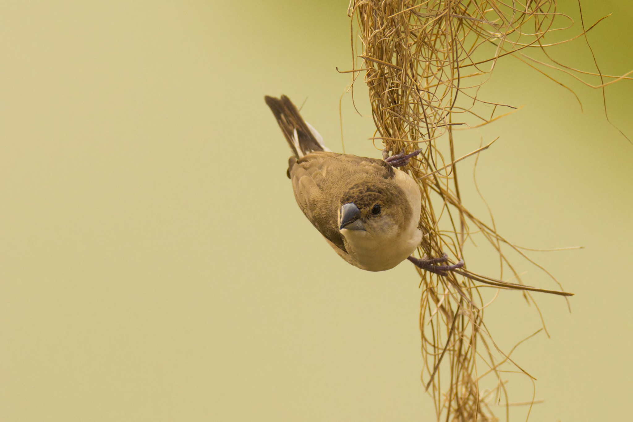 Canon EOS 60D + Tamron SP 150-600mm F5-6.3 Di VC USD sample photo. The indian silverbill photography