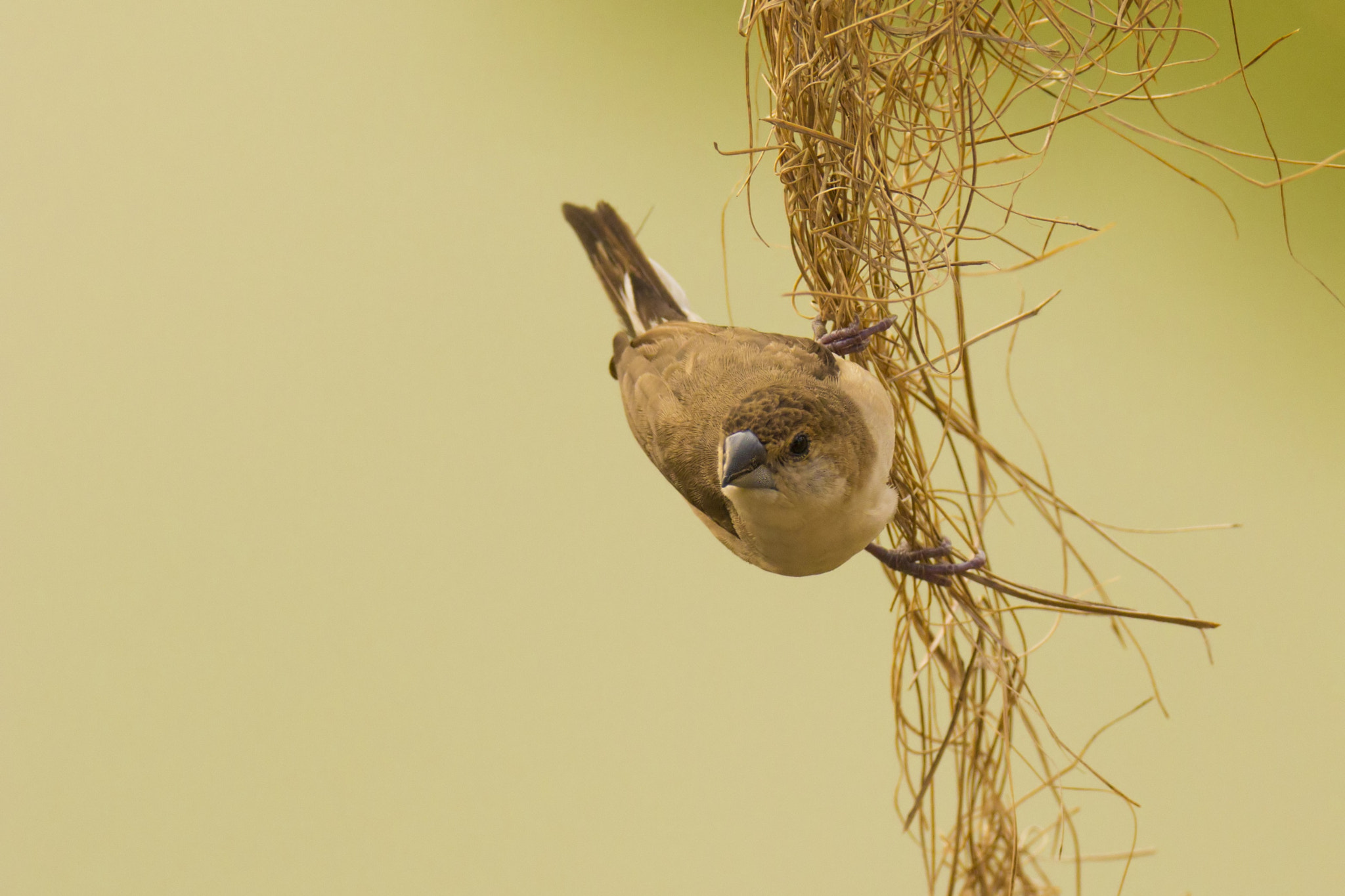 Tamron SP 150-600mm F5-6.3 Di VC USD sample photo. The indian silverbill photography