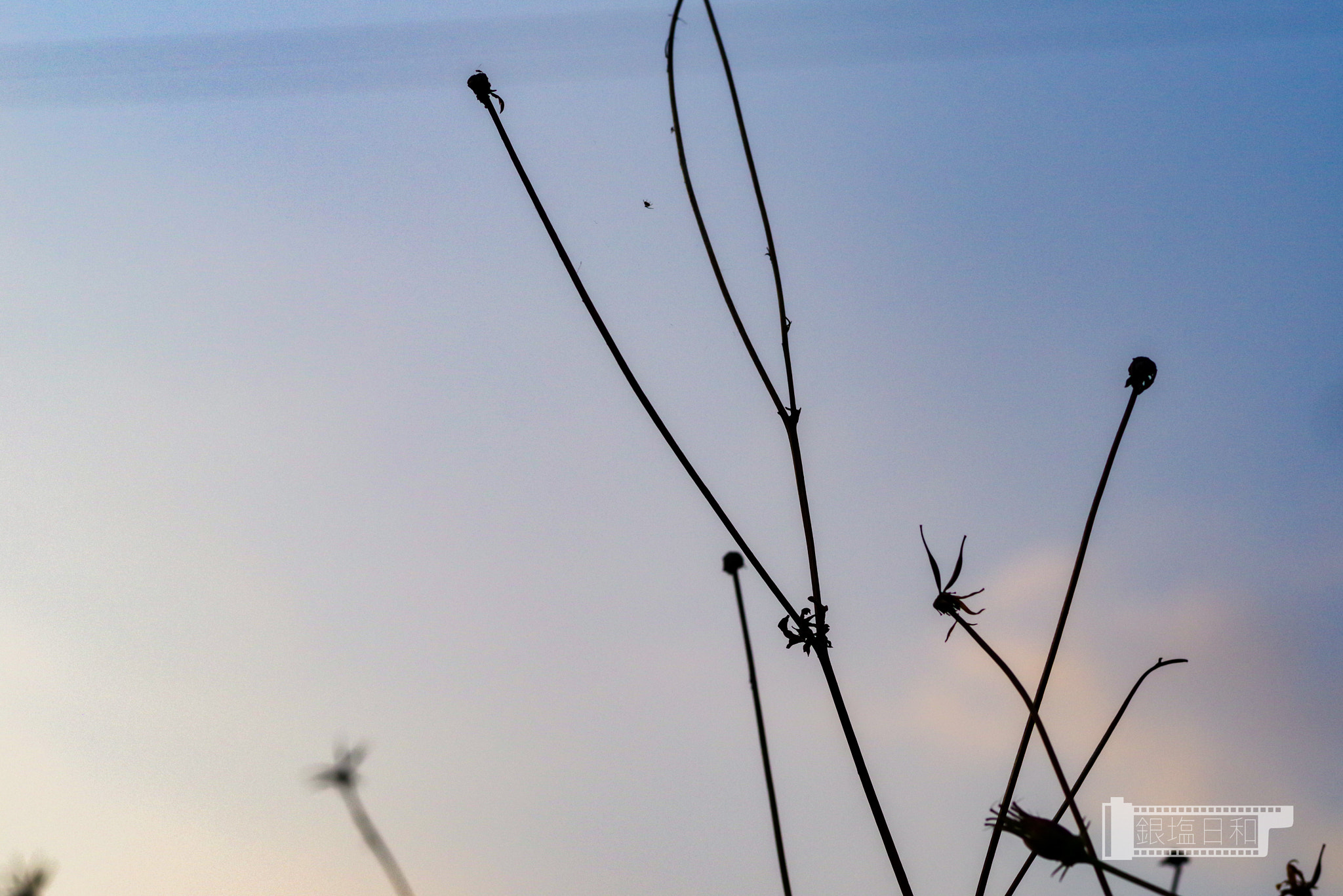 Pentax K-1 + Pentax smc FA 77mm 1.8 Limited sample photo. Imgp1558.jpg photography