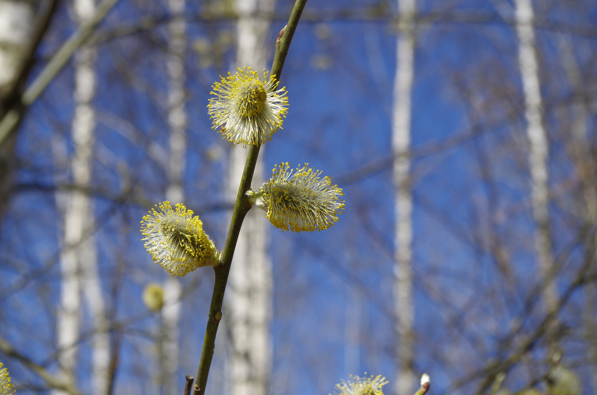 Pentax K-50 sample photo. Spring photography