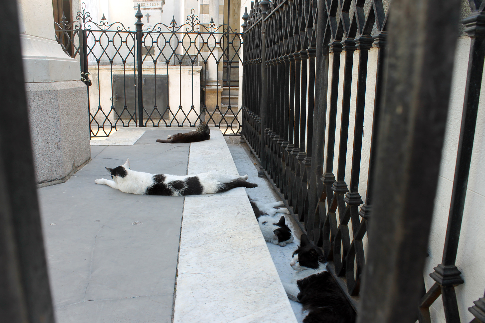 Canon EOS 1100D (EOS Rebel T3 / EOS Kiss X50) sample photo. Cat's corner photography