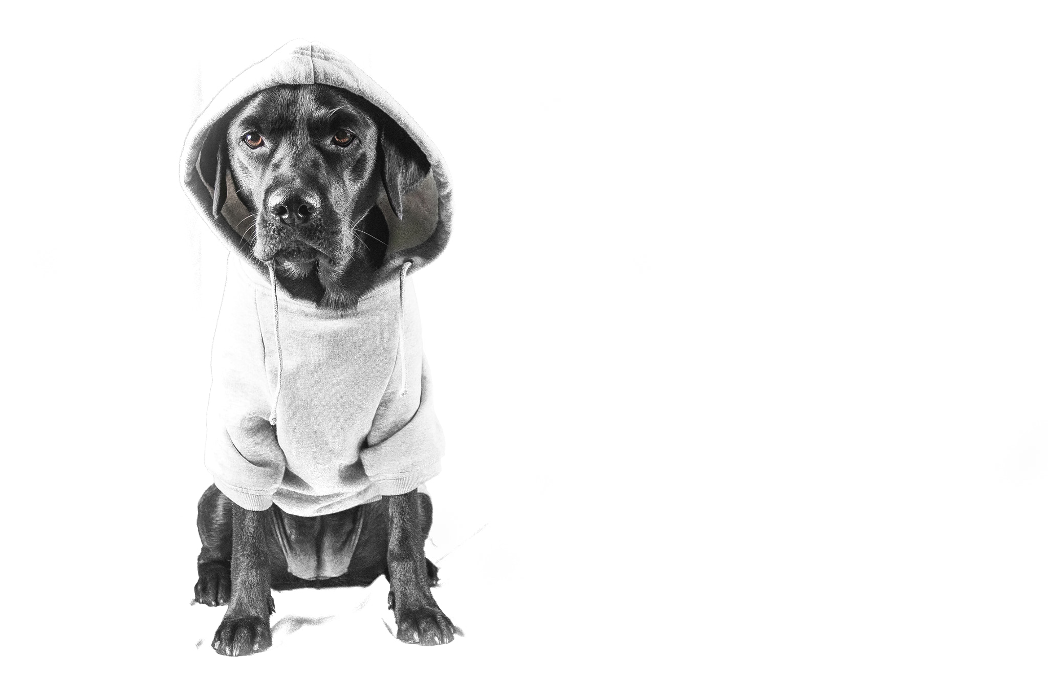 Canon EF 16-35mm F2.8L II USM sample photo. Hoodie at labby photography