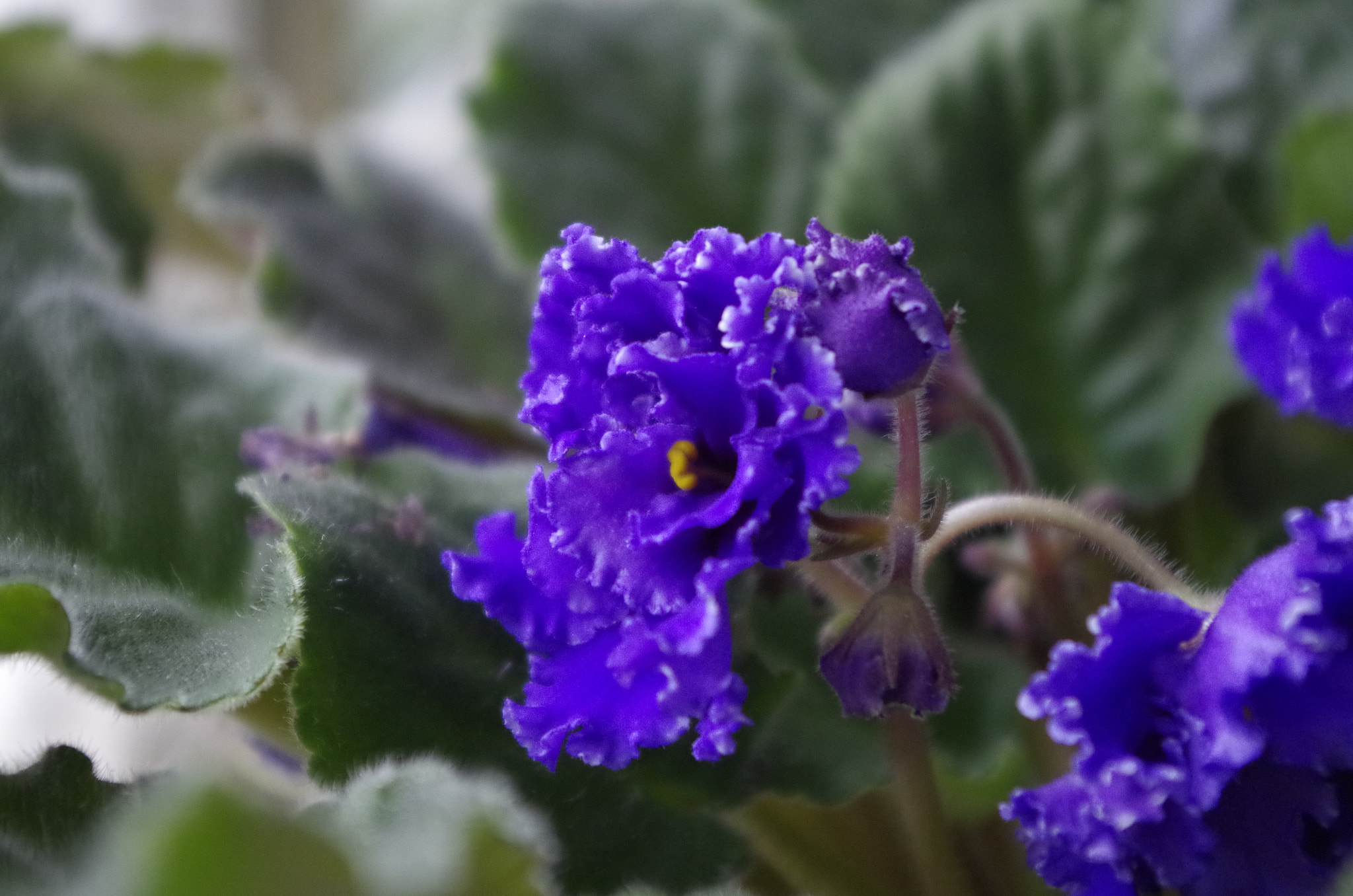 Pentax K-50 sample photo. Violet photography