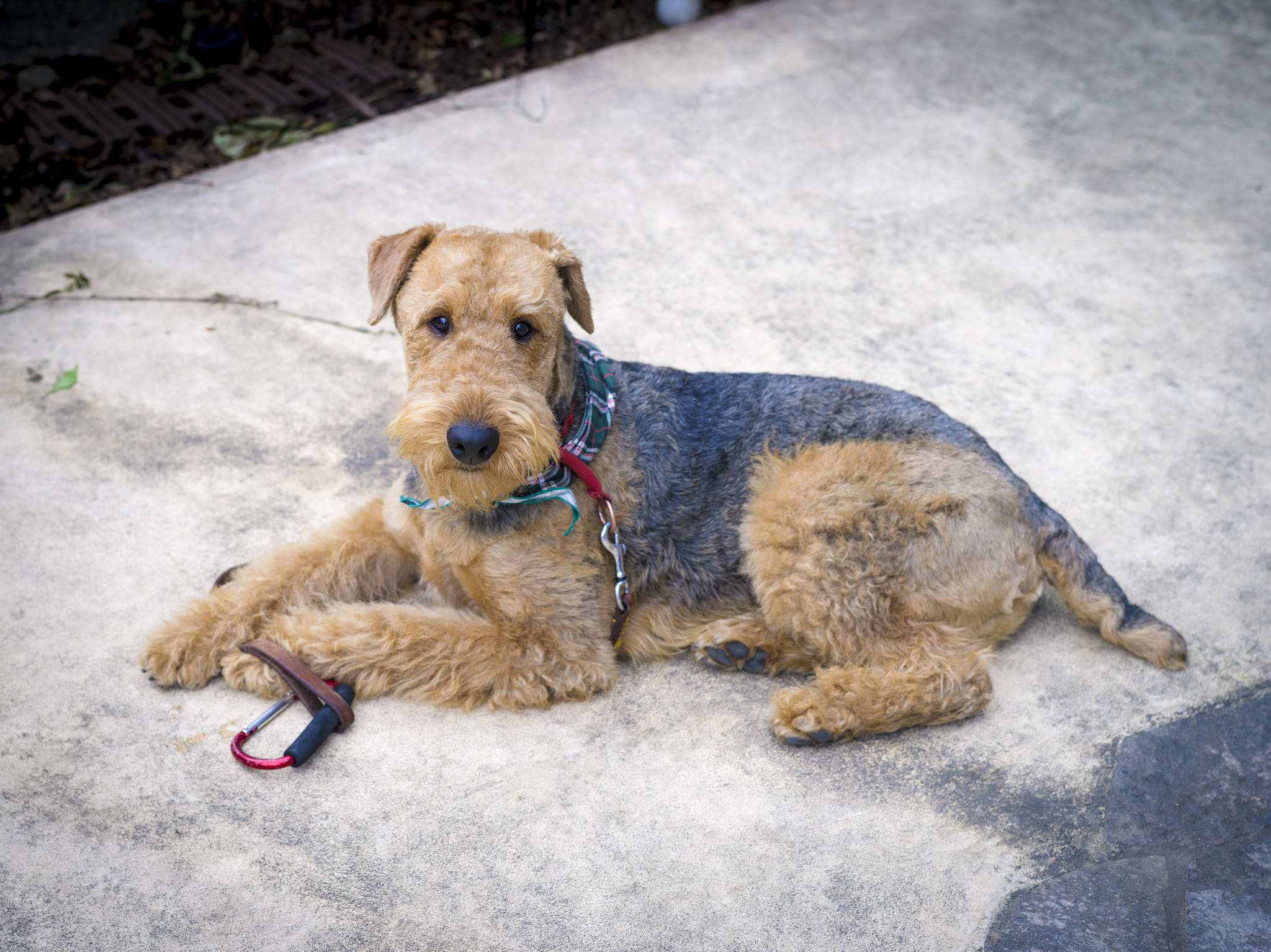 Pentax 645D sample photo. He does not want to go for a walk photography