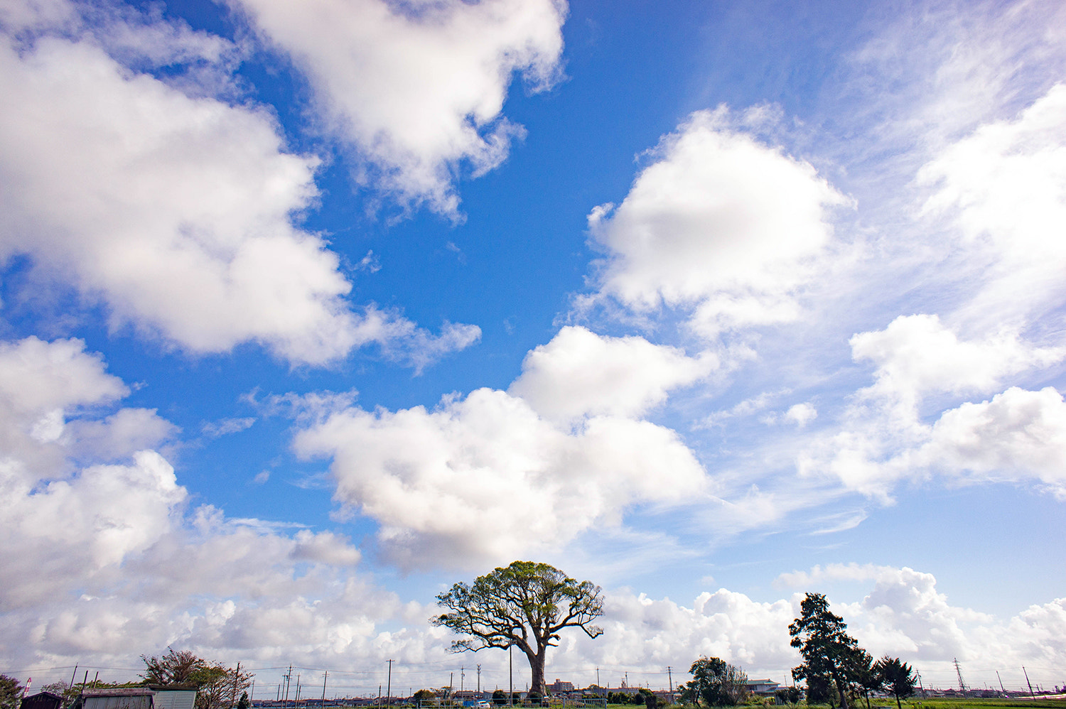 Sony Alpha NEX-5 + Sony E 16mm F2.8 sample photo. 大クス photography