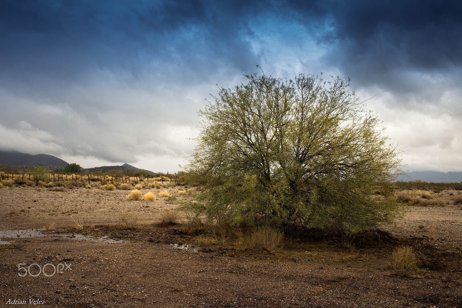 Canon EF-S 24mm F2.8 STM sample photo. The lone tree photography
