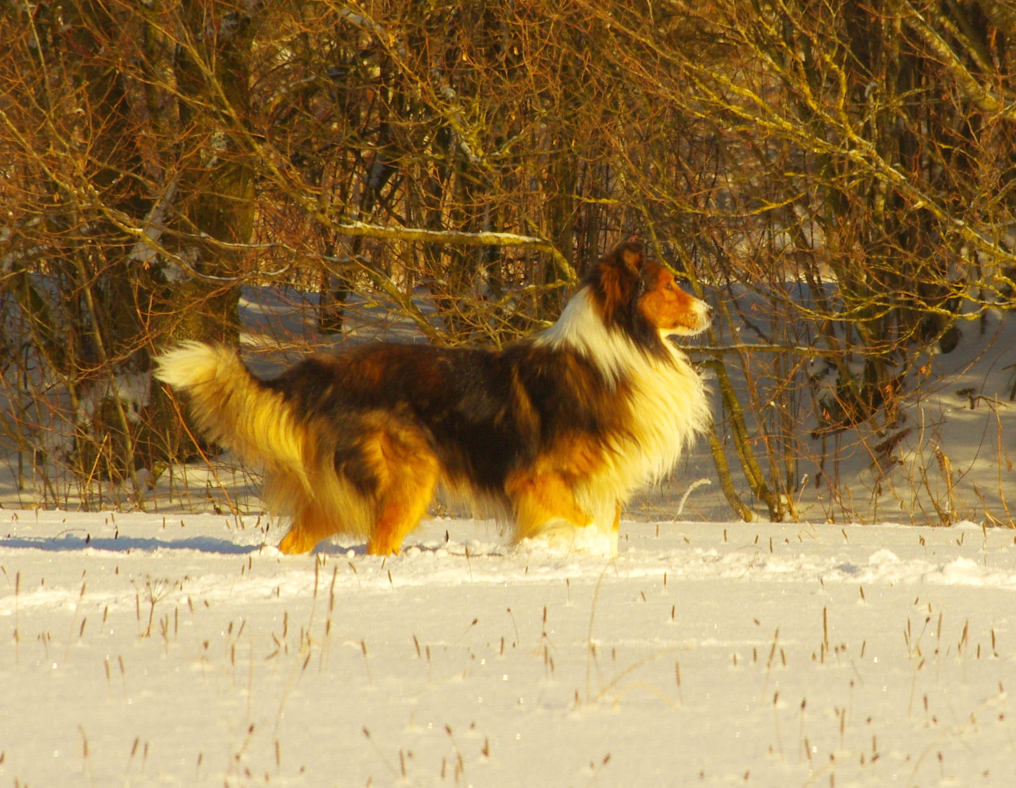 HD Pentax DA 55-300mm F4.0-5.8 ED WR sample photo. Dog with fluffy winter fur photography
