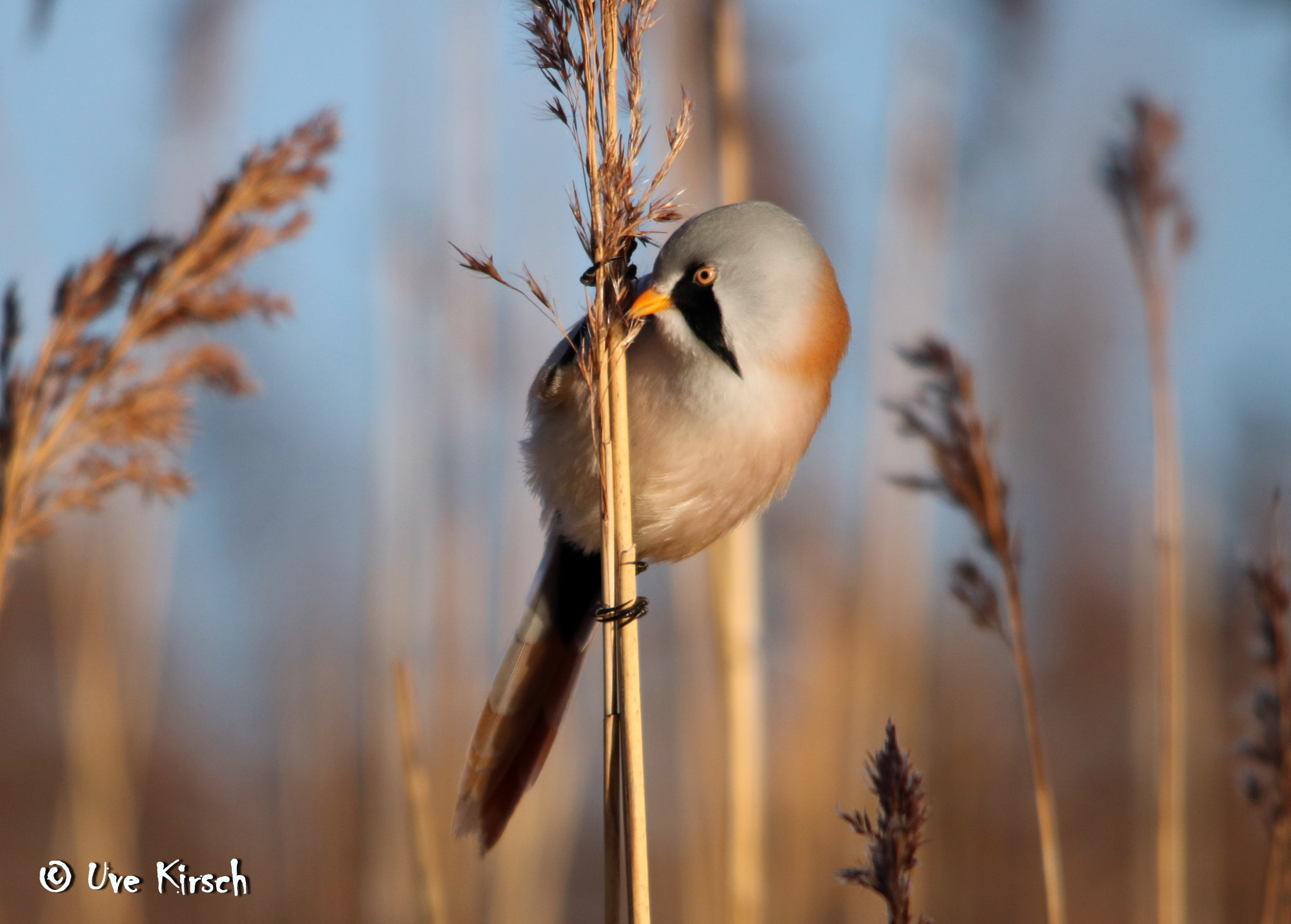 Sigma 150-500mm F5-6.3 DG OS HSM sample photo. Bearded reedling (male) photography