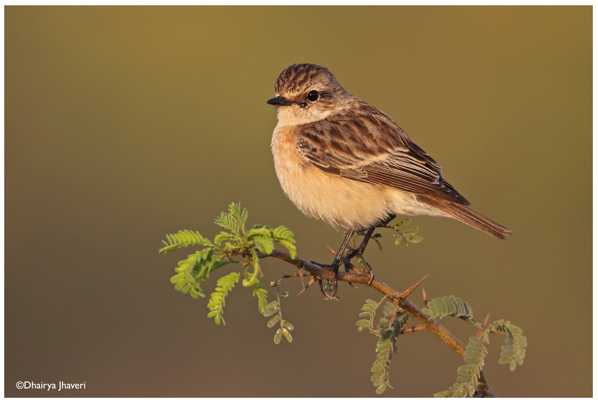 Canon EF 500mm F4L IS II USM sample photo. Siberian stonechat photography