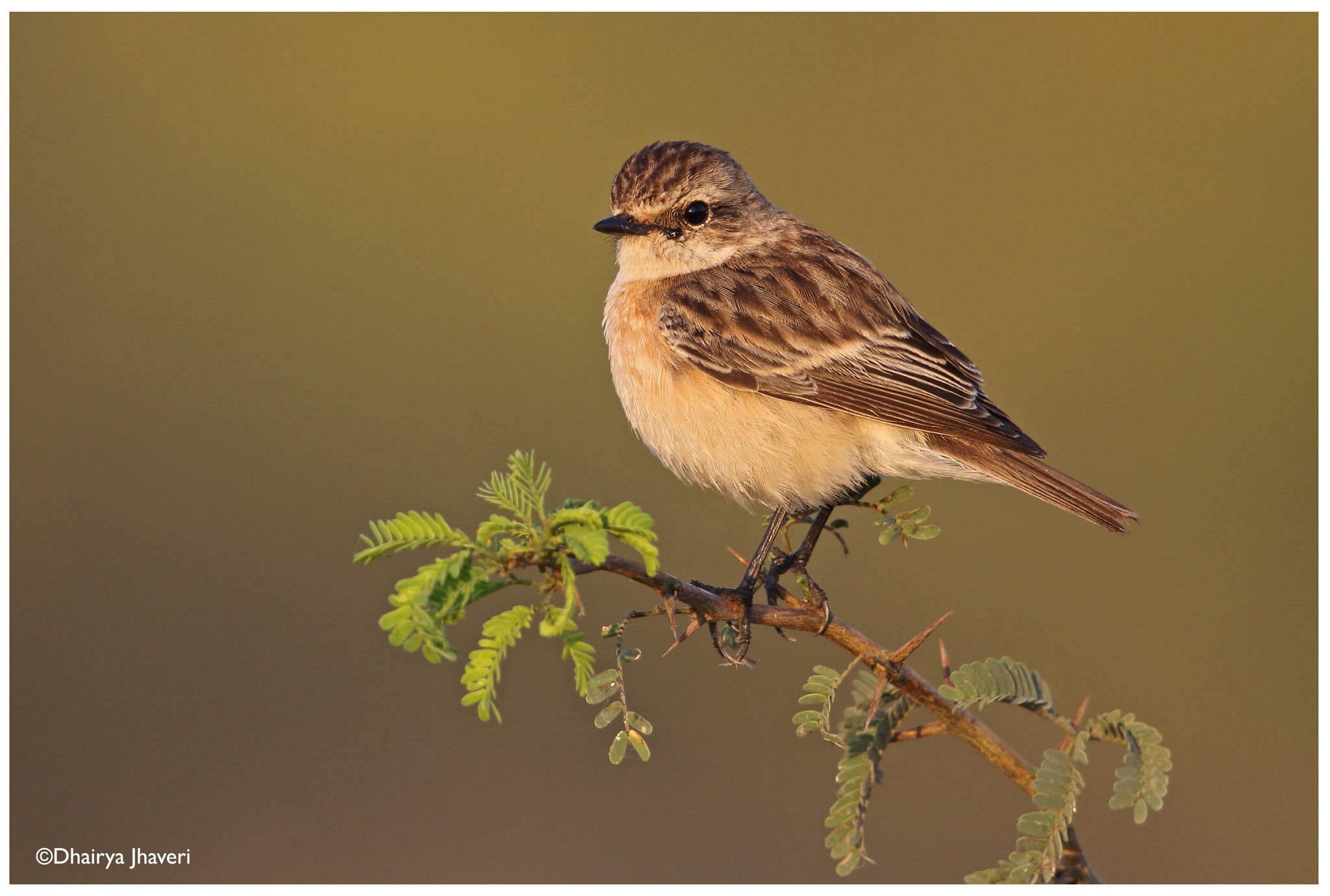 Canon EOS 7D Mark II sample photo. Siberian stonechat photography