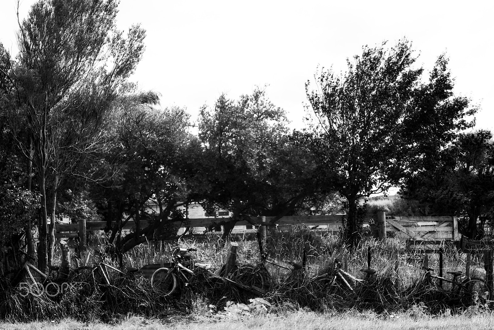 Pentax K10D sample photo. Bush bike park photography