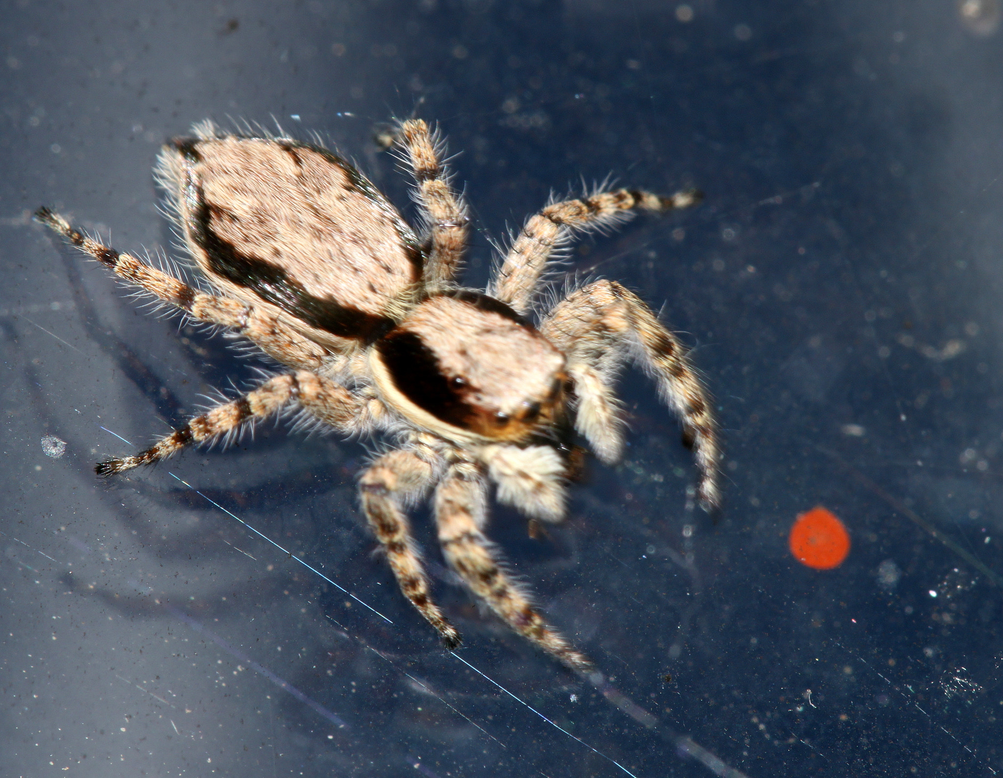 Canon EF 100mm F2.8 Macro USM sample photo. Img photography
