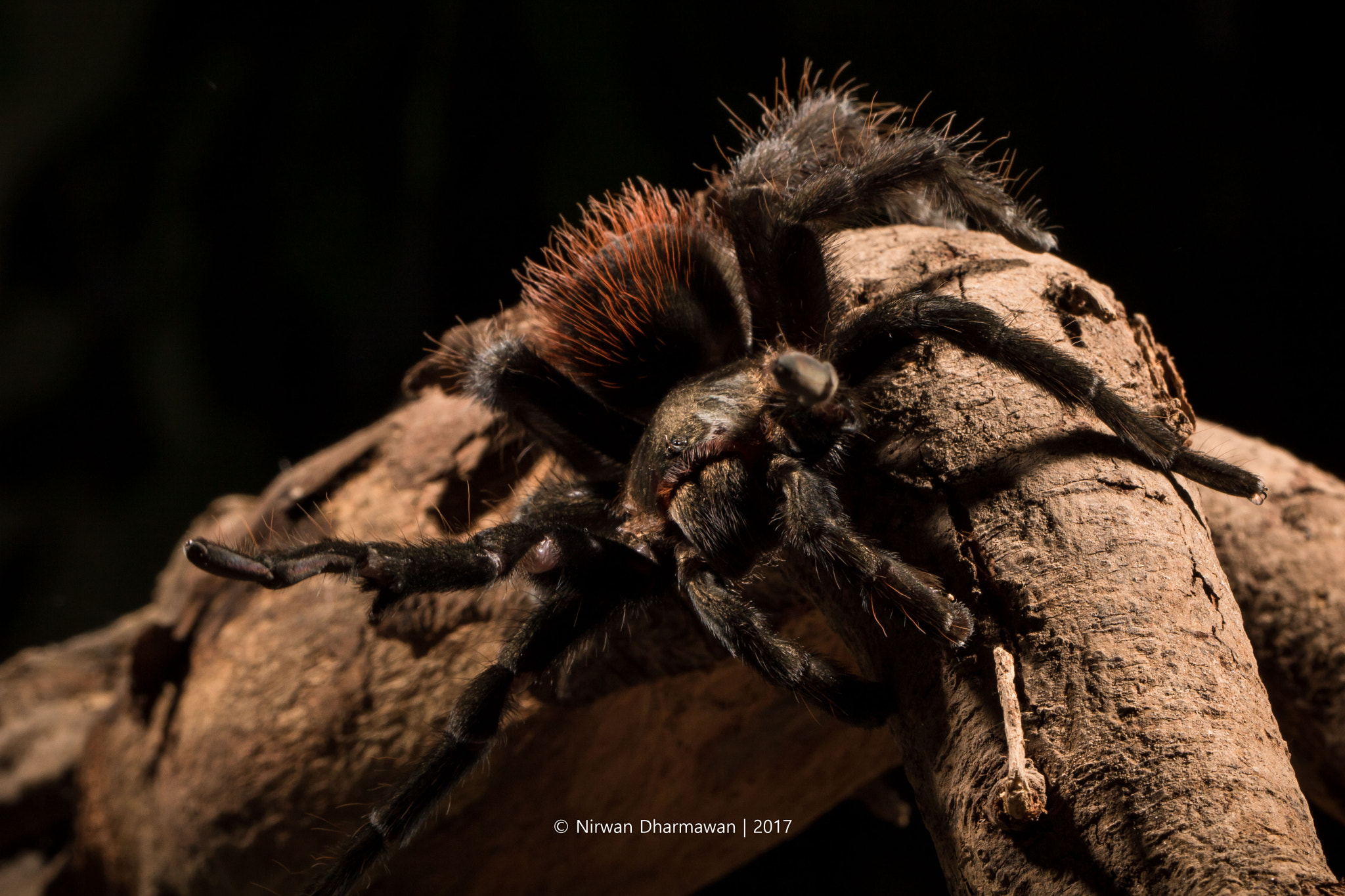 Canon EF 100mm F2.8L Macro IS USM sample photo. Wildlife photography