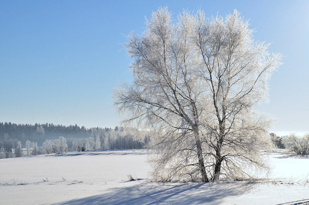 Frosty morning by Conny Sjostrom on 500px.com