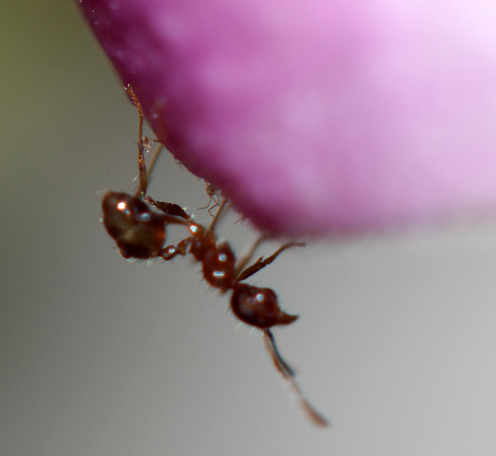 Canon EF 100mm F2.8 Macro USM sample photo. Img photography