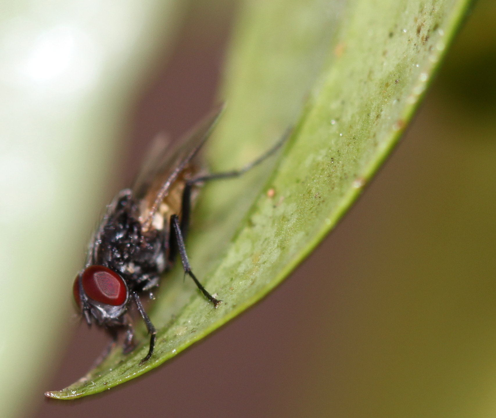 Canon EF 100mm F2.8 Macro USM sample photo. Img photography