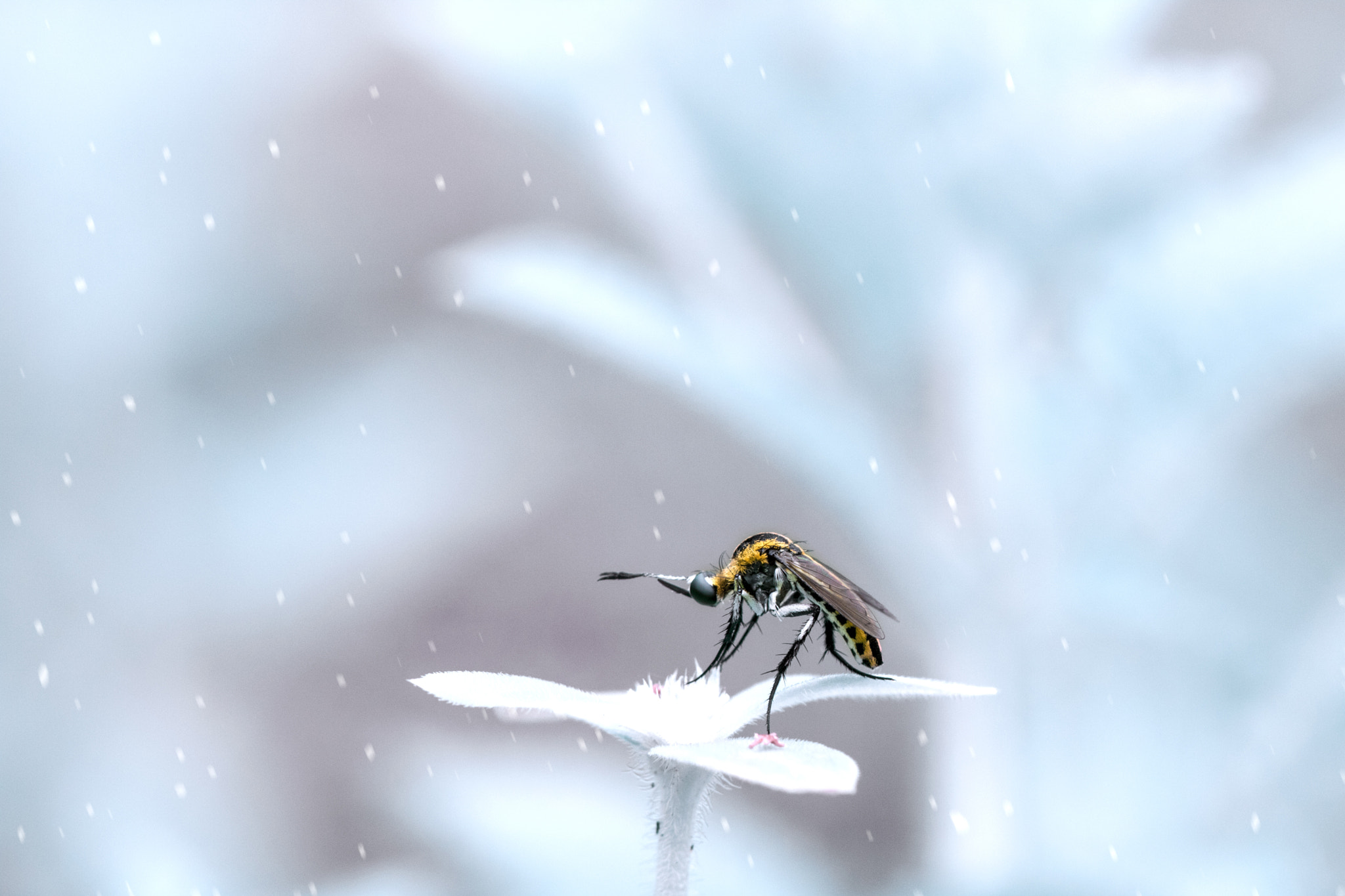 Canon EF 100mm F2.8L Macro IS USM sample photo. Snow rain photography