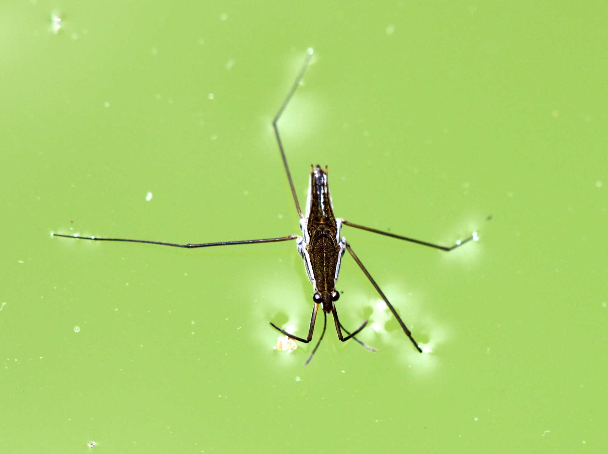 Canon EF 100mm F2.8 Macro USM sample photo. Img photography