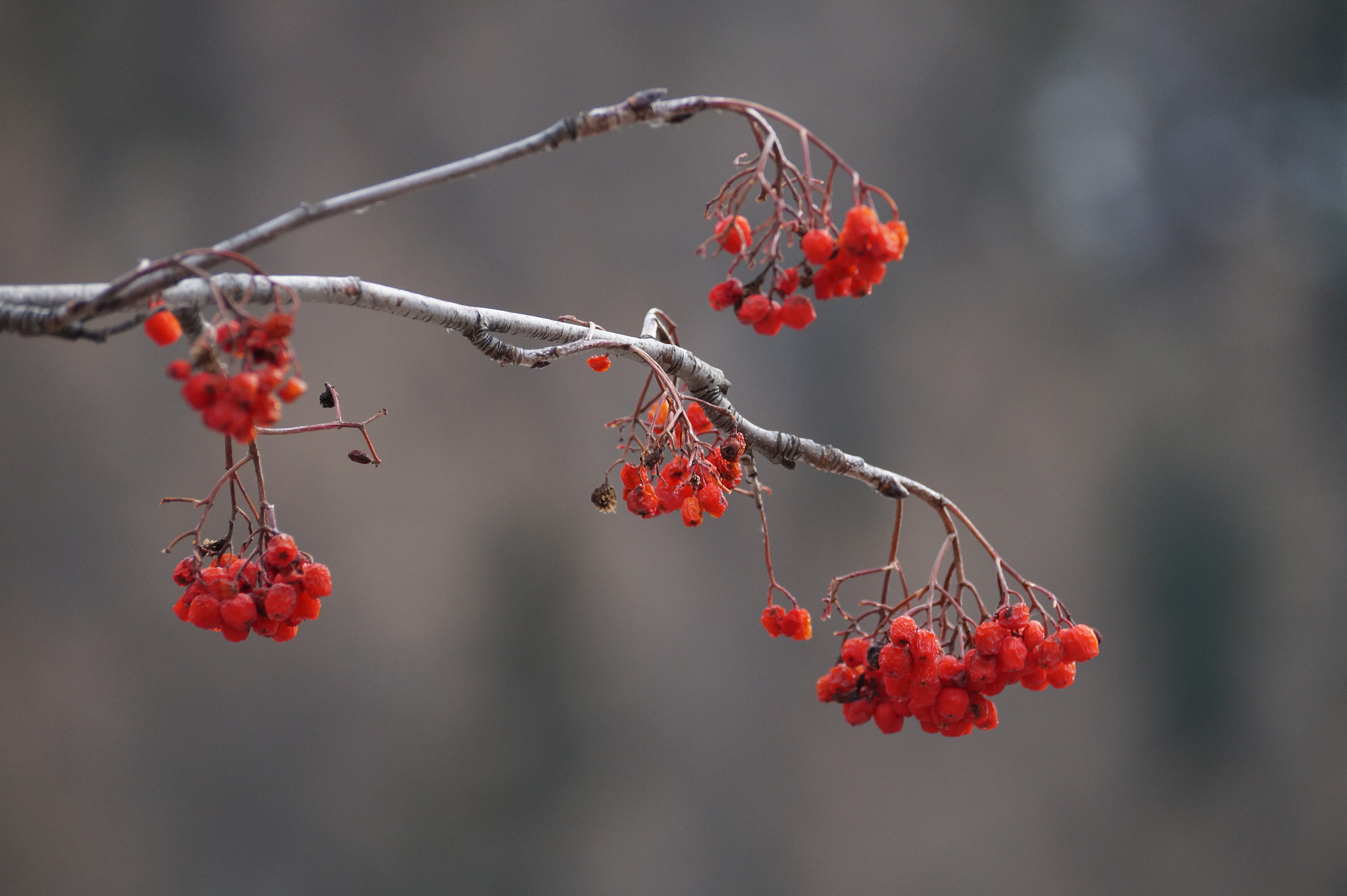 Sony DT 55-300mm F4.5-5.6 SAM sample photo. Berries in winter photography