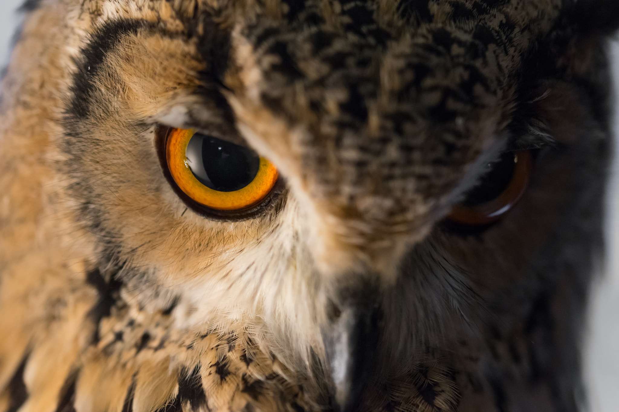 Canon EF 100mm F2.8L Macro IS USM sample photo. Owl's eyes photography