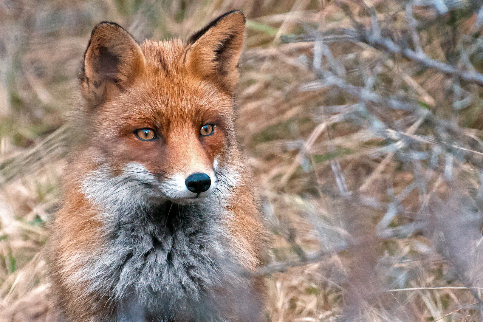 Nikon D300S sample photo. Hidden wild photography