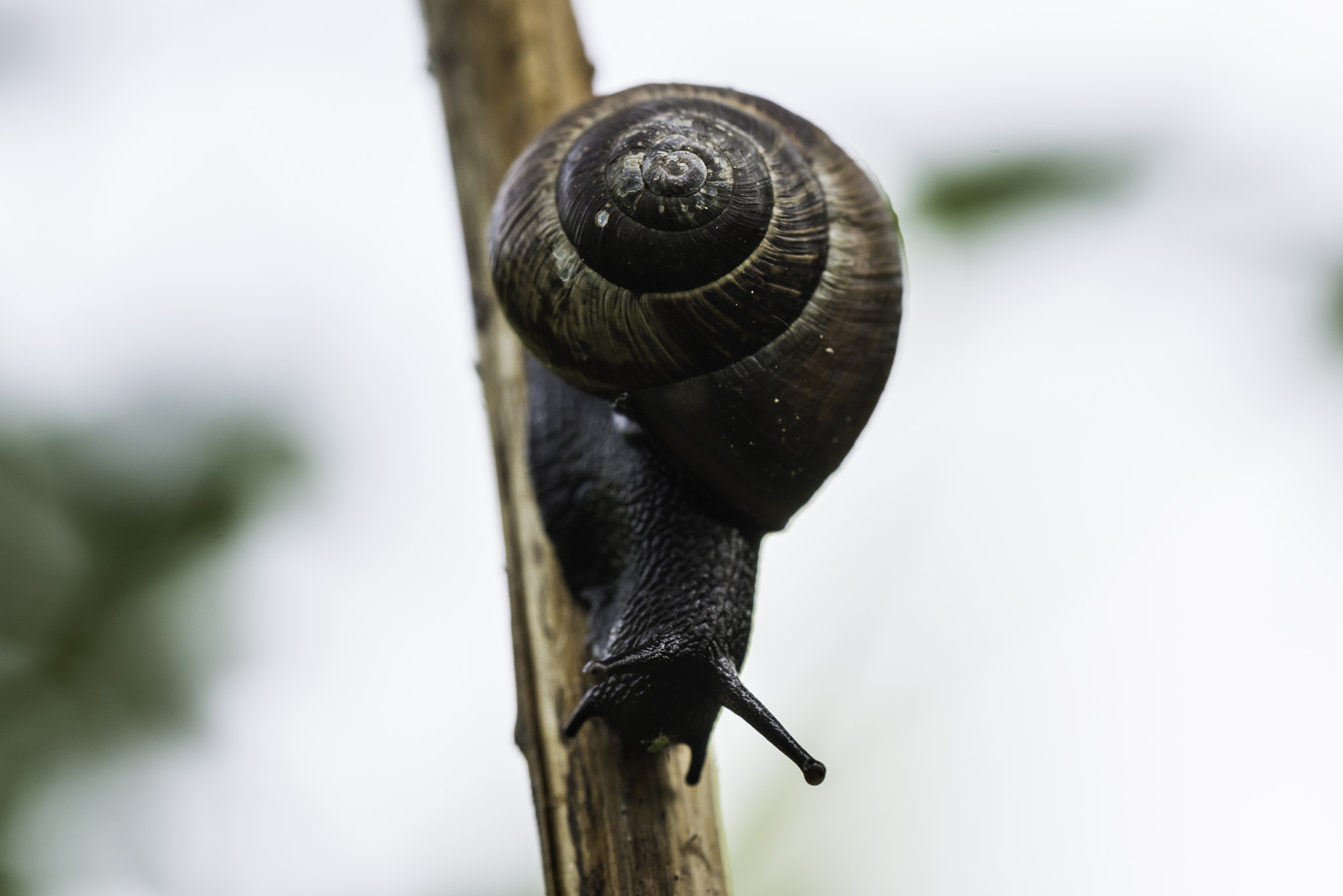 Nikon D800 + Sigma 150mm F2.8 EX DG OS Macro HSM sample photo. Gastropod photography