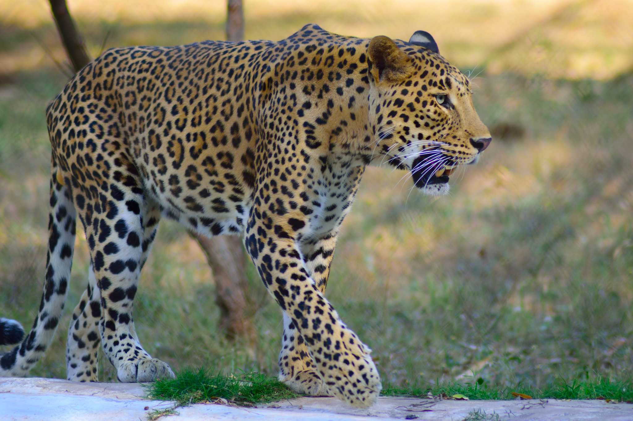 Nikon AF Nikkor 70-300mm F4-5.6G sample photo. Leopard photography