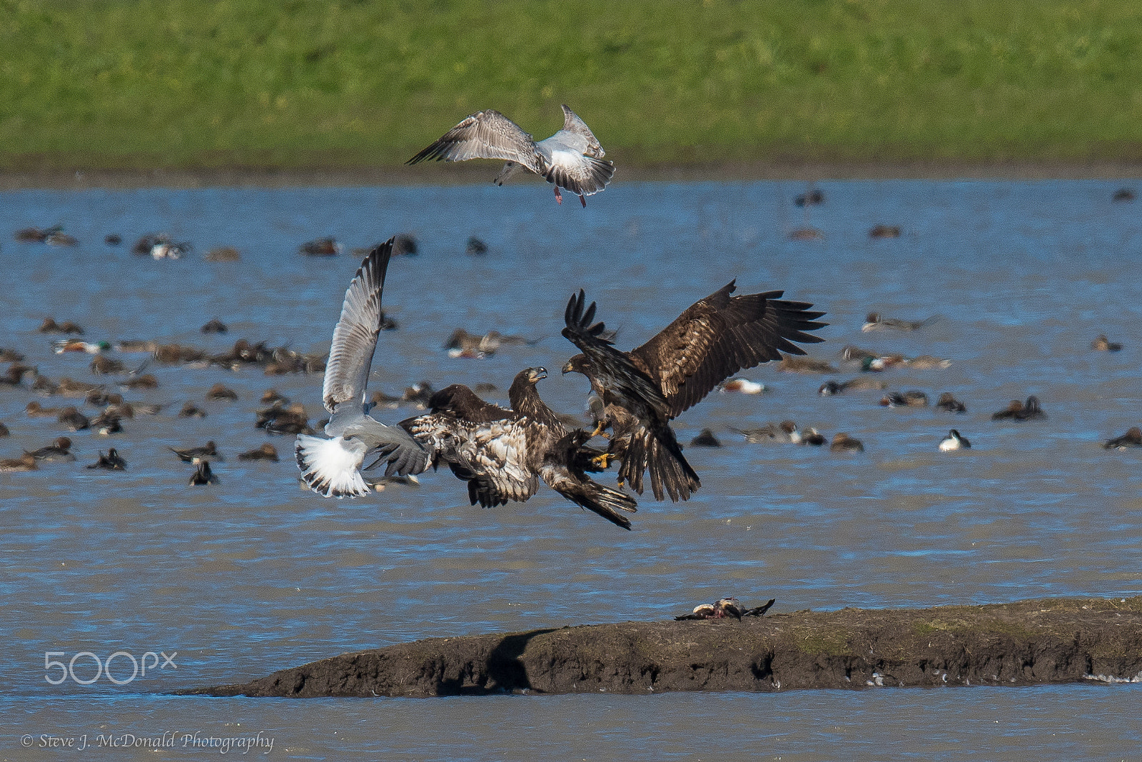 Nikon AF-S Nikkor 600mm F4E FL ED VR sample photo. Eagle food fight photography