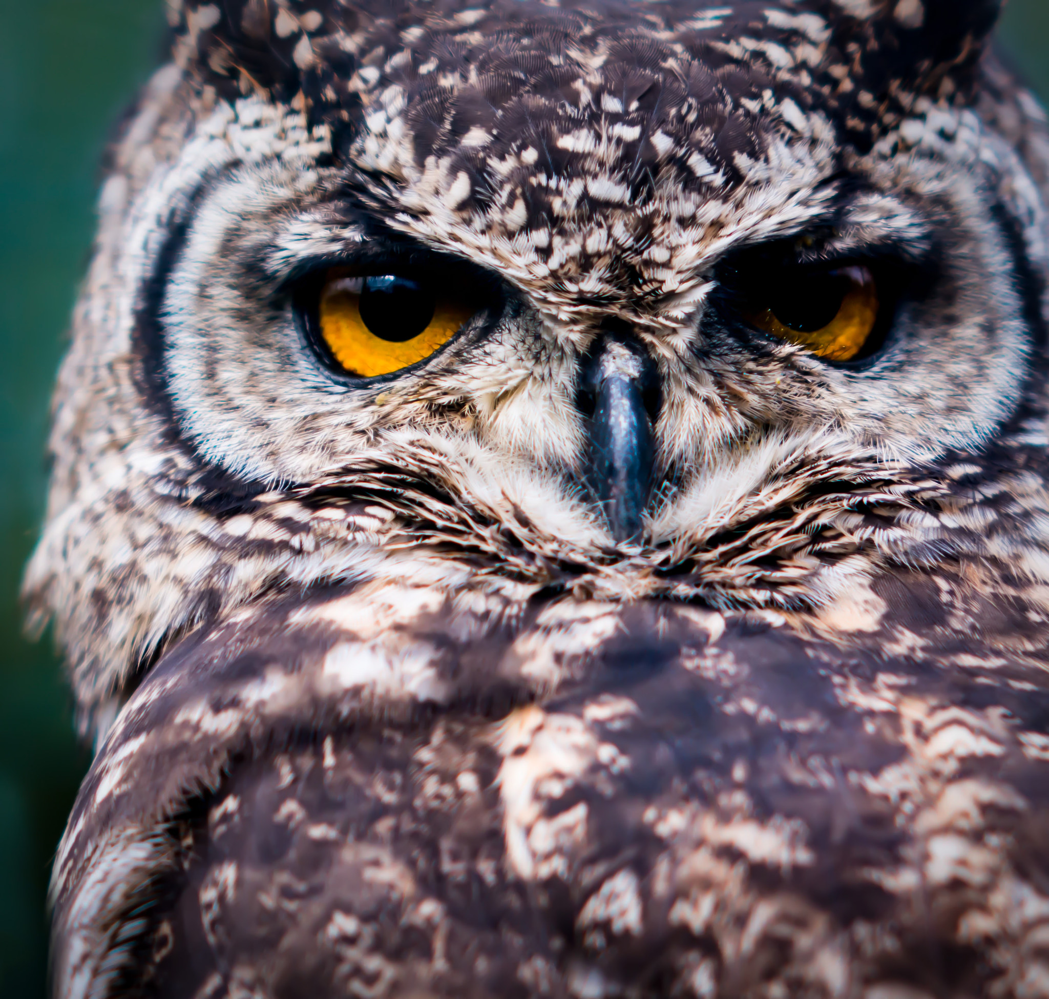 Nikon D800 sample photo. A wise bird... photography