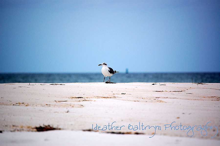 Nikon D40 sample photo. Seagull photography
